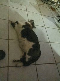 Cat lying on the ground