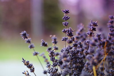 Close-up of blooming lavender