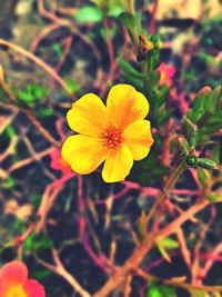 Close-up of yellow flower blooming in garden