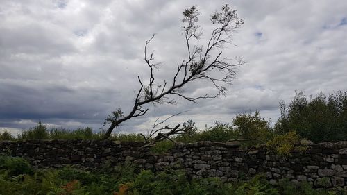 Stack of tree on mountain against sky