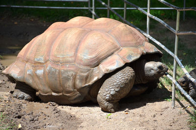 Close-up of turtle on field