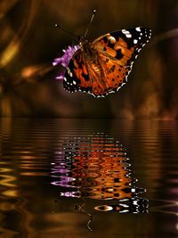 Butterfly on purple flower