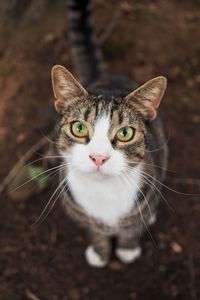 Close-up portrait of cat