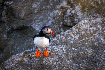 Close-up of bird perching on rock