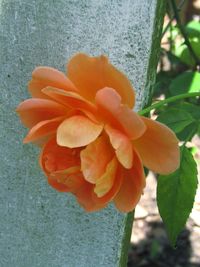 Close-up of flower blooming outdoors