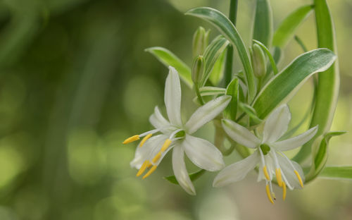 Close-up of white flowers