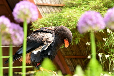 Close-up of bird on flower