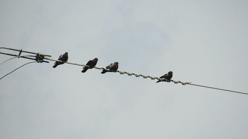 Low angle view of birds perching on cable against sky