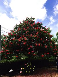 Low angle view of pink flowers against sky