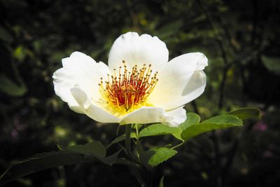 Close-up of white flowering plant