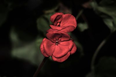 Close-up of red flower blooming outdoors