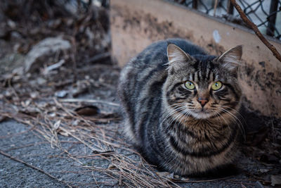 Close-up of cat