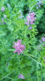 Close-up of purple flowers blooming outdoors