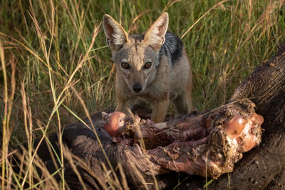 Black-backed jackal crouches by carcase in grass