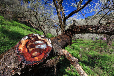 Close-up of tree trunk in forest