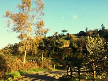 Trees and fence against clear sky