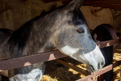 Close-up of horse in pen