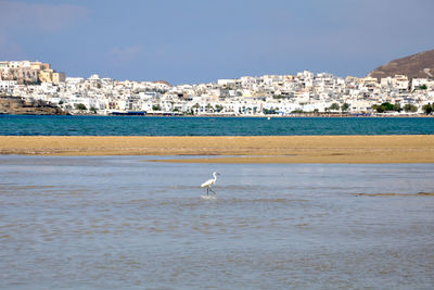 Seagulls on beach