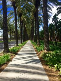 Footpath amidst trees against sky