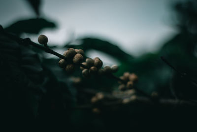 Close-up of berries growing on plant