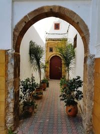 Potted plants in front of wall