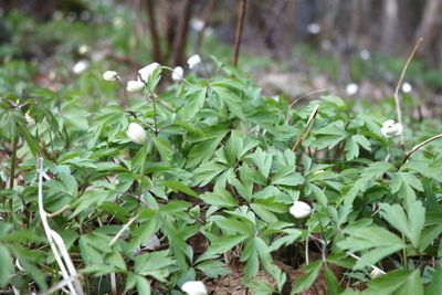 Close-up of plants growing on field