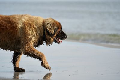 Dogs running on beach