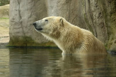 Side view of polarbear in the water