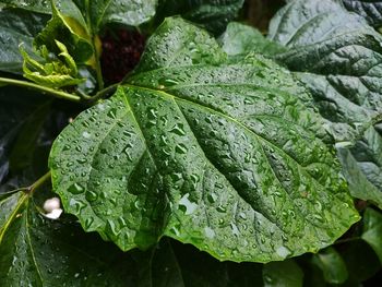 Close-up of wet plant leaves during rainy season