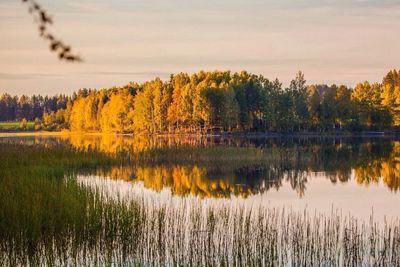 Reflection of trees in lake