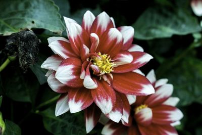 Close-up of flower blooming