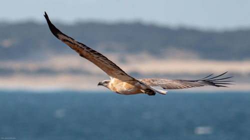 Freedom, white bellied sea eagle on high