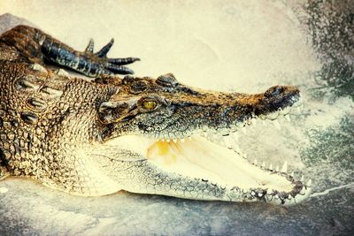 reptile
