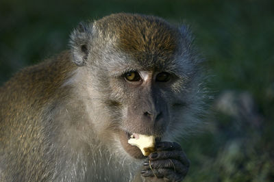 Close-up of monkey eating