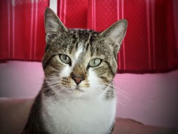 Close-up portrait of cat