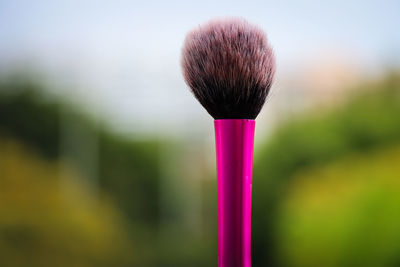 Close-up of pink flower against blurred background