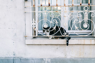 A black cat sitting near a grill window. white concept