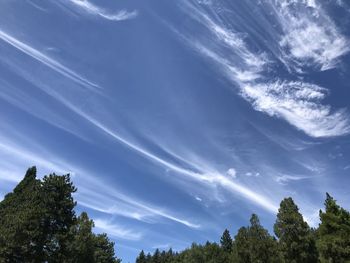 Low angle view of trees against sky