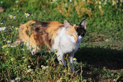 Cat on grass