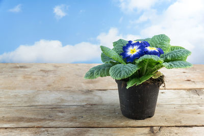 Close-up of flower on table against sky