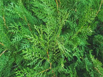 Full frame shot of pine tree