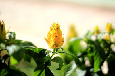 Close-up of yellow flowering plant