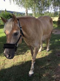 Close-up of horse on grass