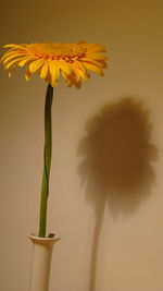 Close-up of yellow flower