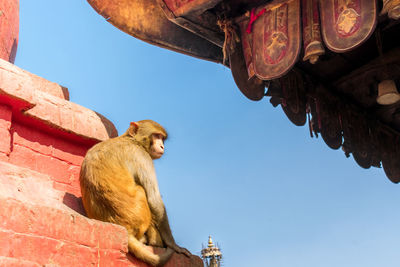 Low angle view of monkey on building against sky