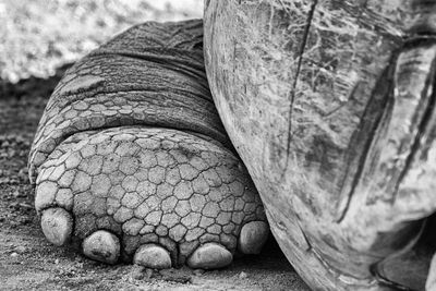 Close-up of tortoise