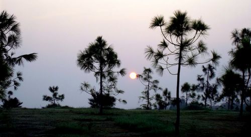 Silhouette of trees at sunset