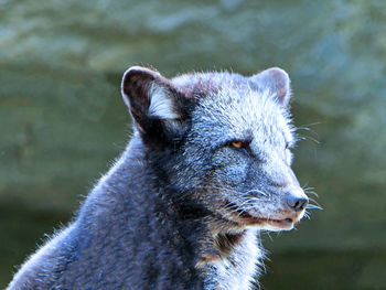 Close-up of an animal