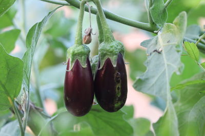 Close-up of fruits growing on tree
