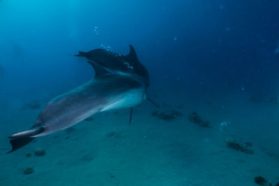 Dolphin swimming with divers in the red sea, eilat israel a.e